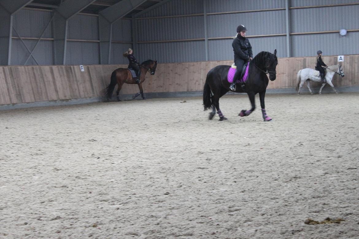 Frieser Sussi (Sofia) billede 14