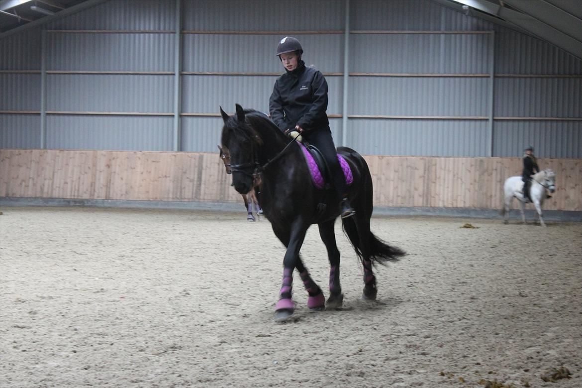 Frieser Sussi (Sofia) billede 15