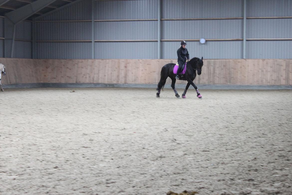 Frieser Sussi (Sofia) billede 16