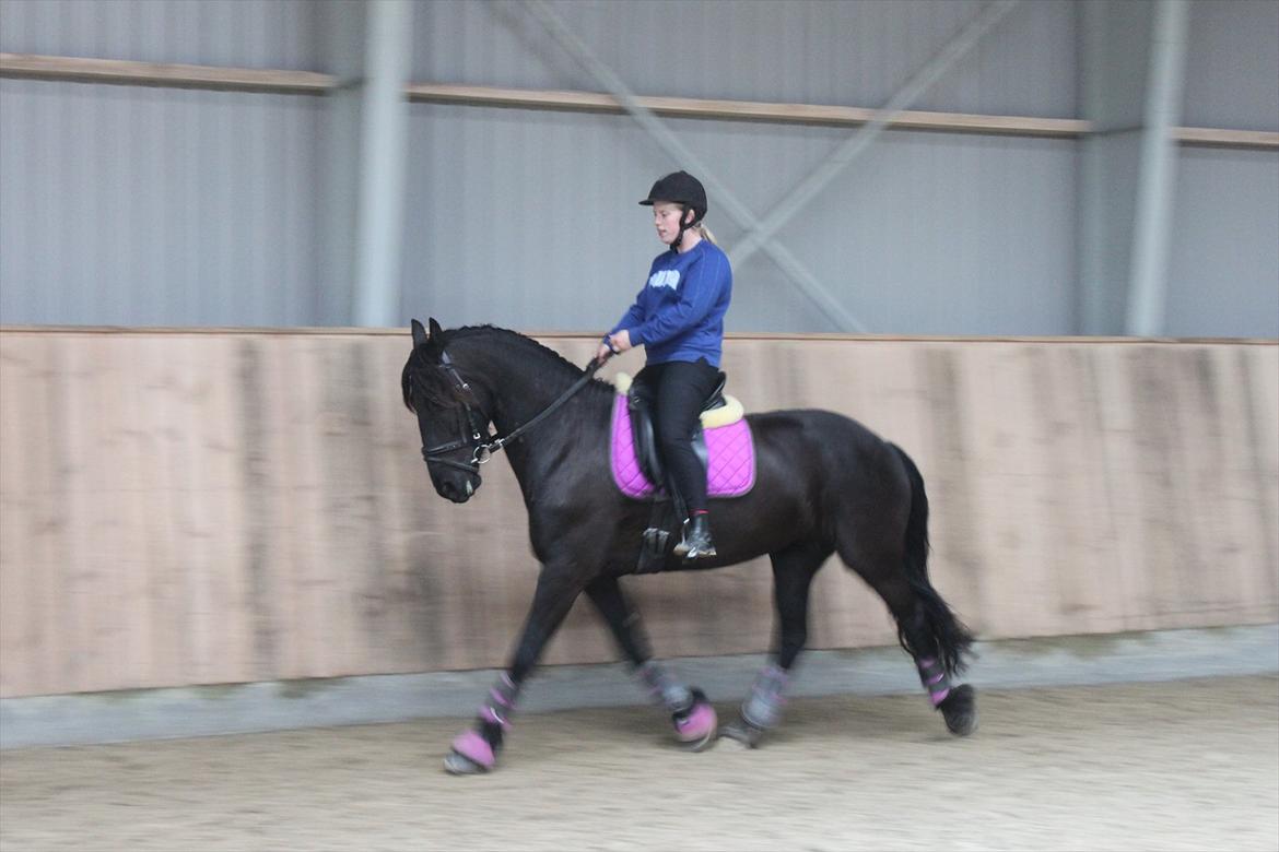 Frieser Sussi (Sofia) billede 17