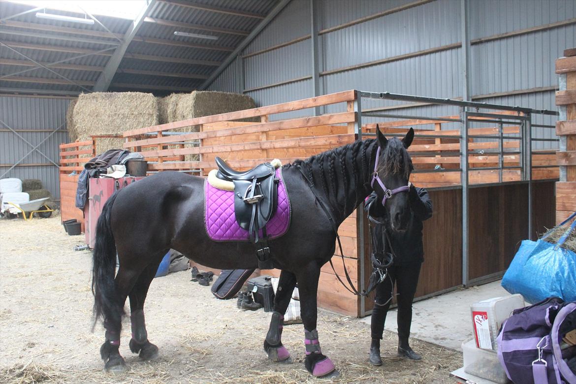 Frieser Sussi (Sofia) billede 18