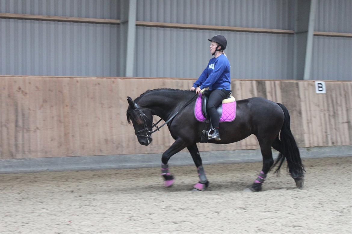 Frieser Sussi (Sofia) billede 19