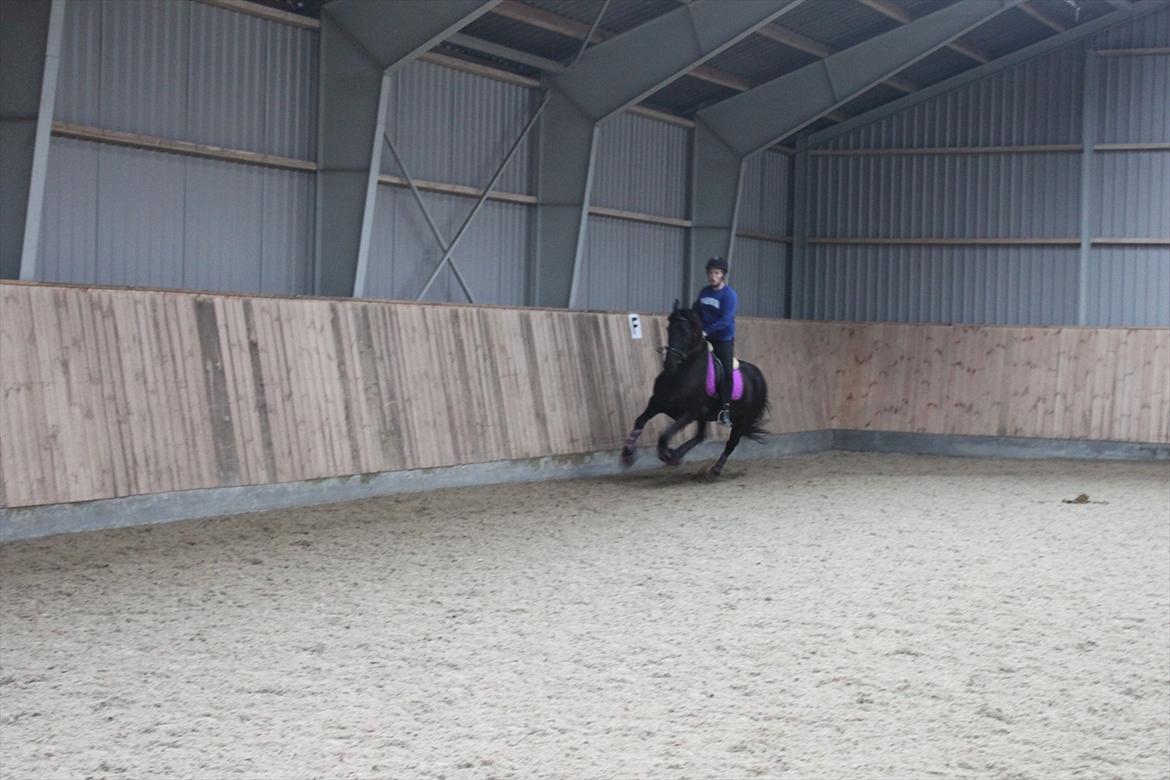 Frieser Sussi (Sofia) billede 20