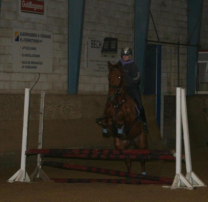 Knabstrupper Zolon - min egen lille spring hest! <3 billede 16