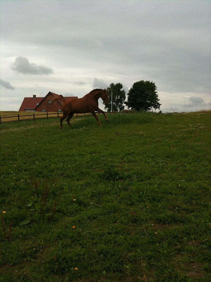 Knabstrupper Zolon - ´Verdens dejligste hest'! billede 17