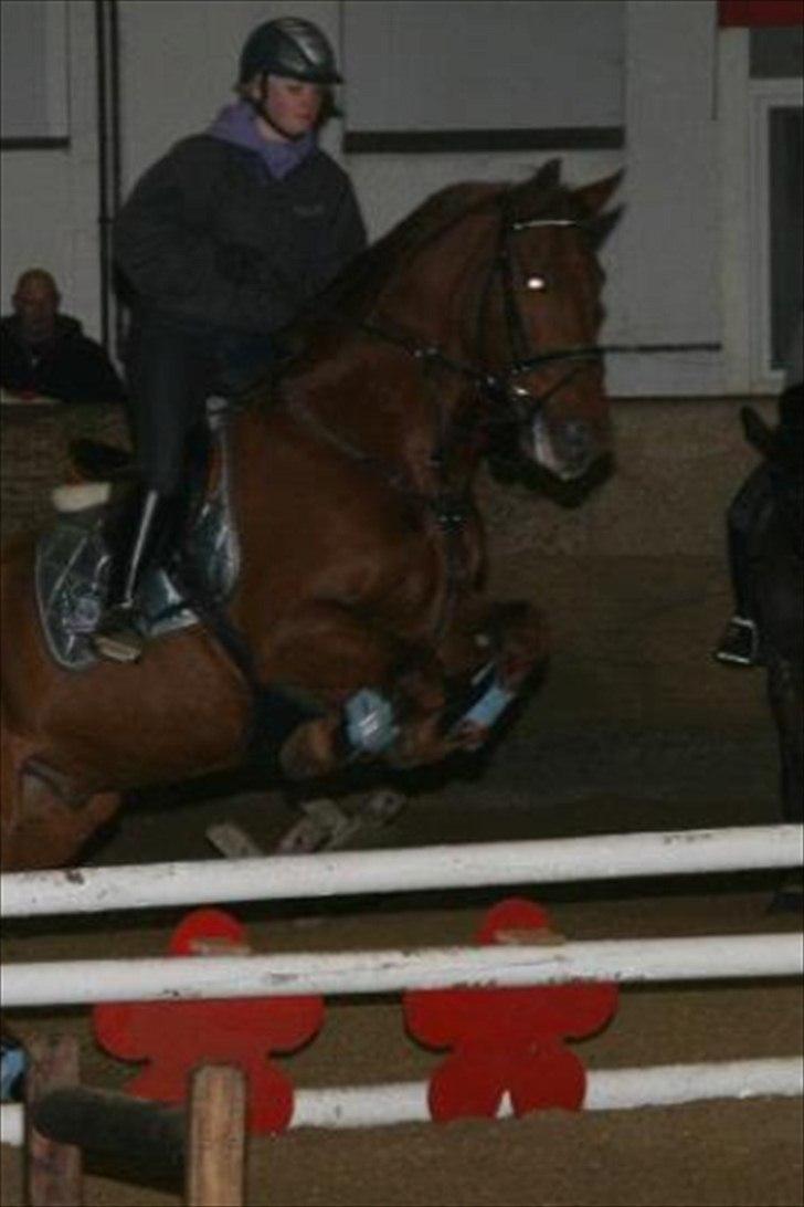 Knabstrupper Zolon billede 18