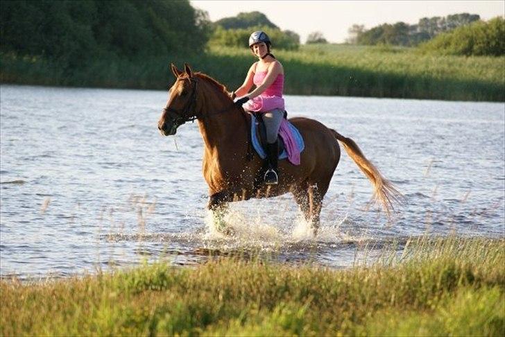 Knabstrupper Zolon billede 19