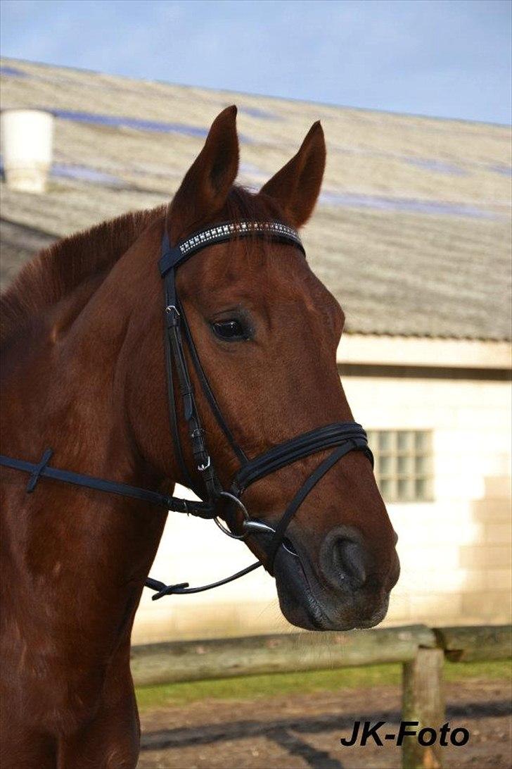 Knabstrupper Zolon billede 20