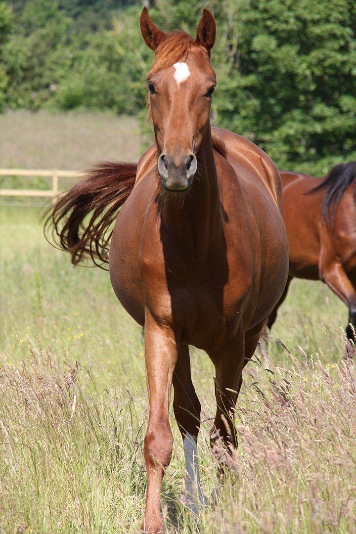 Dansk Varmblod Brunhøjgård´s Zurprise billede 13