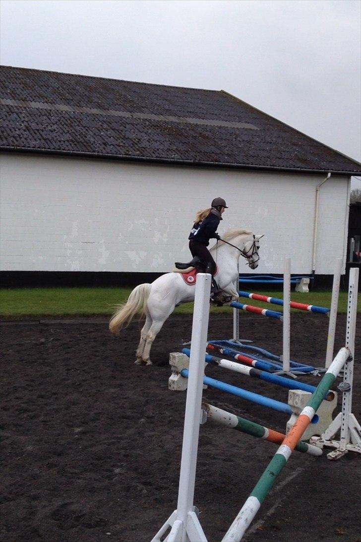 Irsk Sportspony Levi 501 ( Tidl. Hest) - Spring træning 105 cm.  billede 12