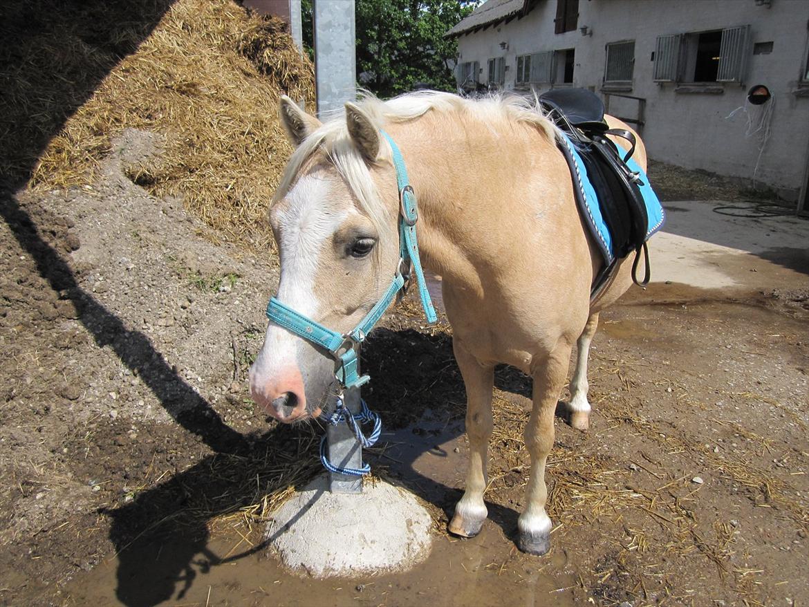 Welsh Pony (sec B) Sundance - Efter de første dage på sommergræs. billede 2