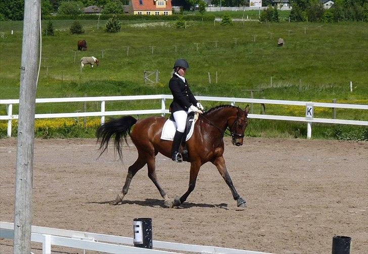 Dansk Varmblod Lodbogaards Savanna billede 1