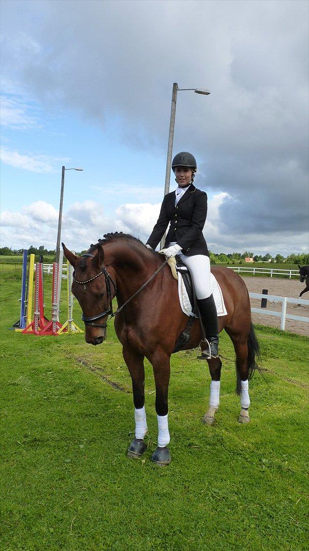 Dansk Varmblod Lodbogaards Savanna billede 2