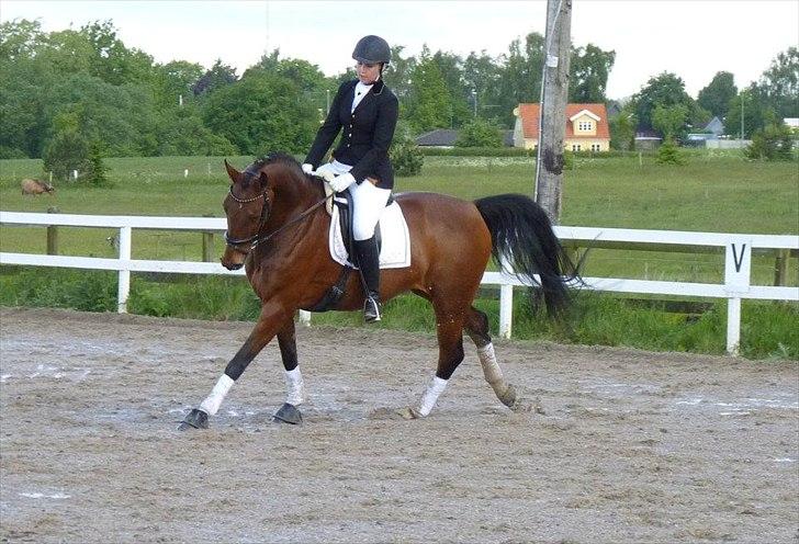 Dansk Varmblod Lodbogaards Savanna billede 3