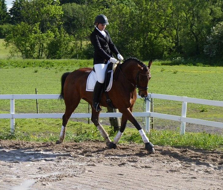 Dansk Varmblod Lodbogaards Savanna billede 4