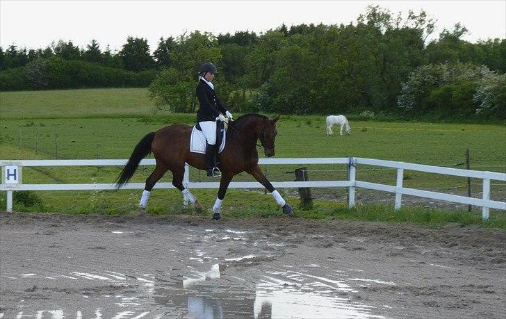Dansk Varmblod Lodbogaards Savanna billede 5