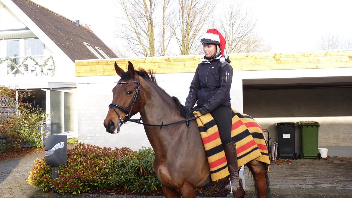 Dansk Varmblod Lodbogaards Savanna billede 6