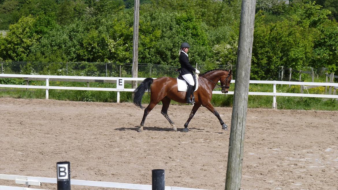 Dansk Varmblod Lodbogaards Savanna billede 7