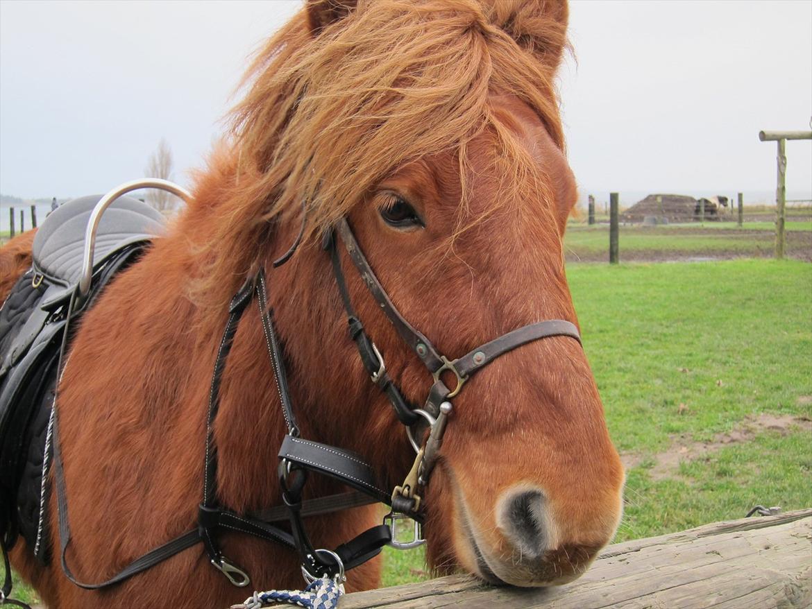 Islænder Leiknir fra Ærø billede 18