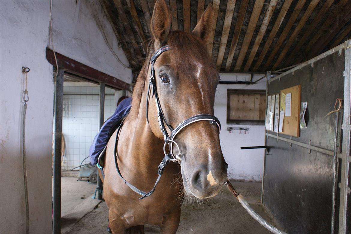 Oldenborg Sonny  <3 Savner min piige! billede 9