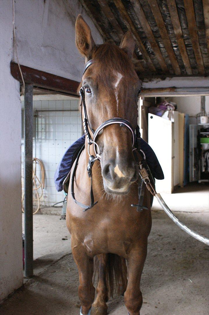Oldenborg Sonny  <3 Savner min piige! billede 10