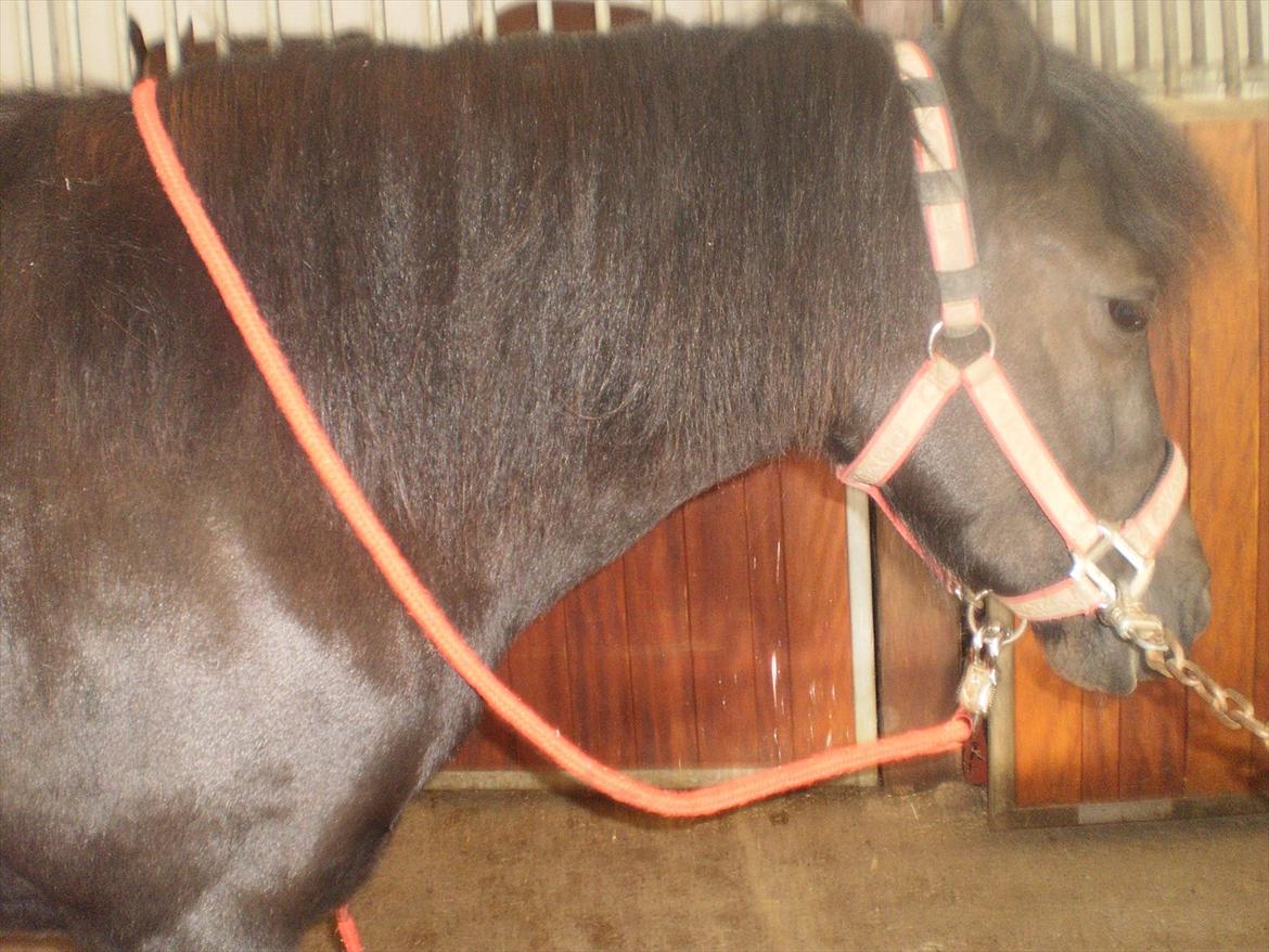 Anden særlig race Beauty  billede 15