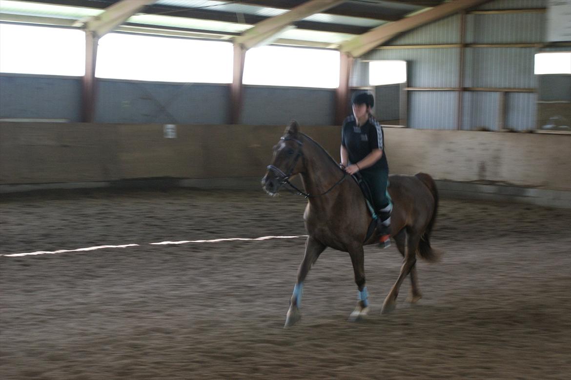 Oldenborg Sonny  <3 Savner min piige! billede 11