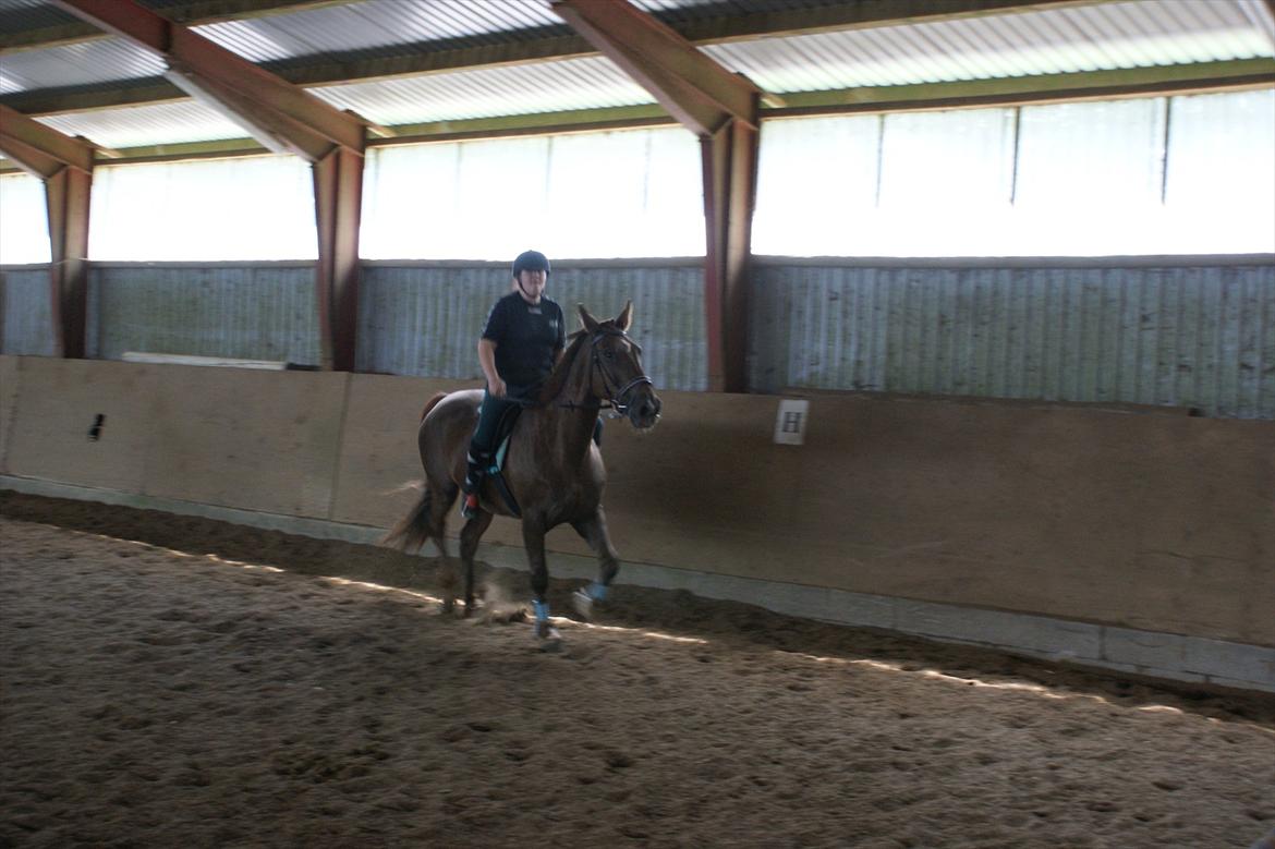 Oldenborg Sonny  <3 Savner min piige! billede 13