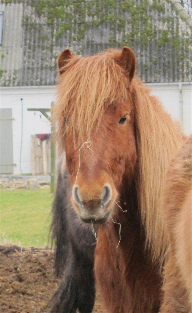 Islænder Leiknir fra Ærø billede 19