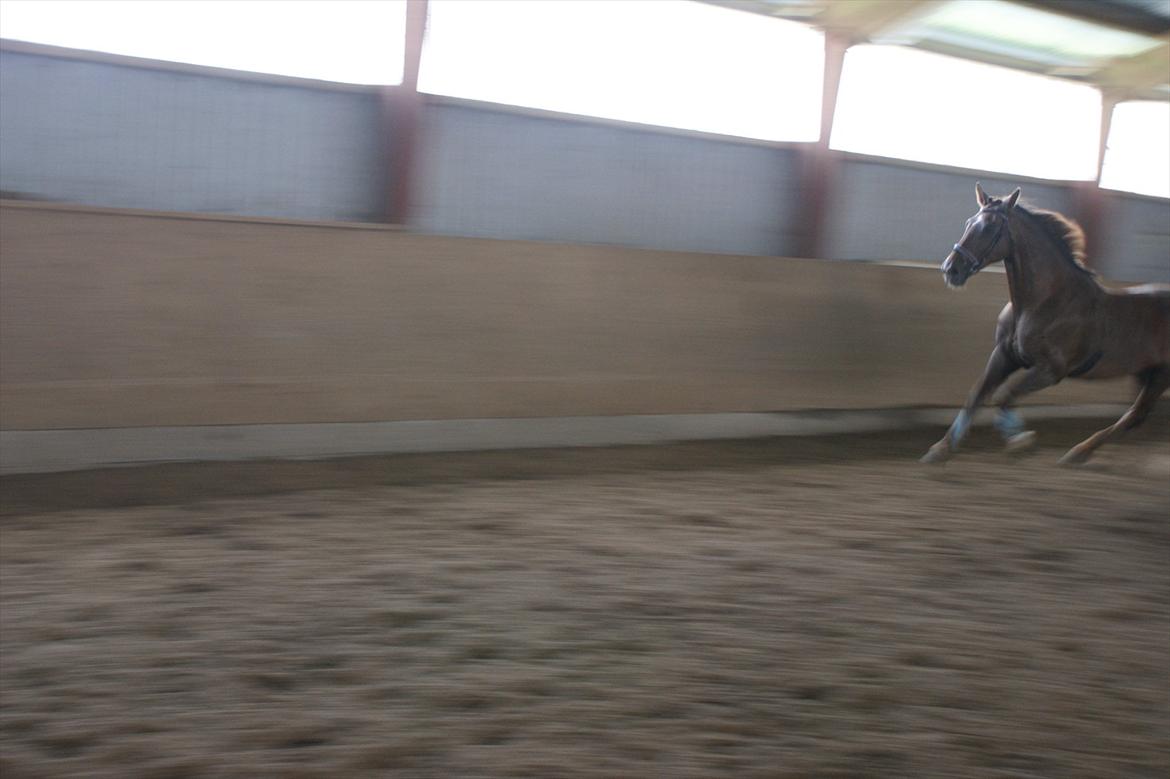 Oldenborg Sonny  <3 Savner min piige! billede 15