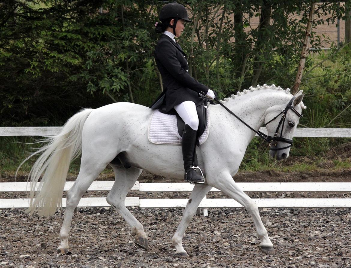 Anden særlig race Safir - GBR, første C-stævne, LA1. Foto: Maria Breil billede 5