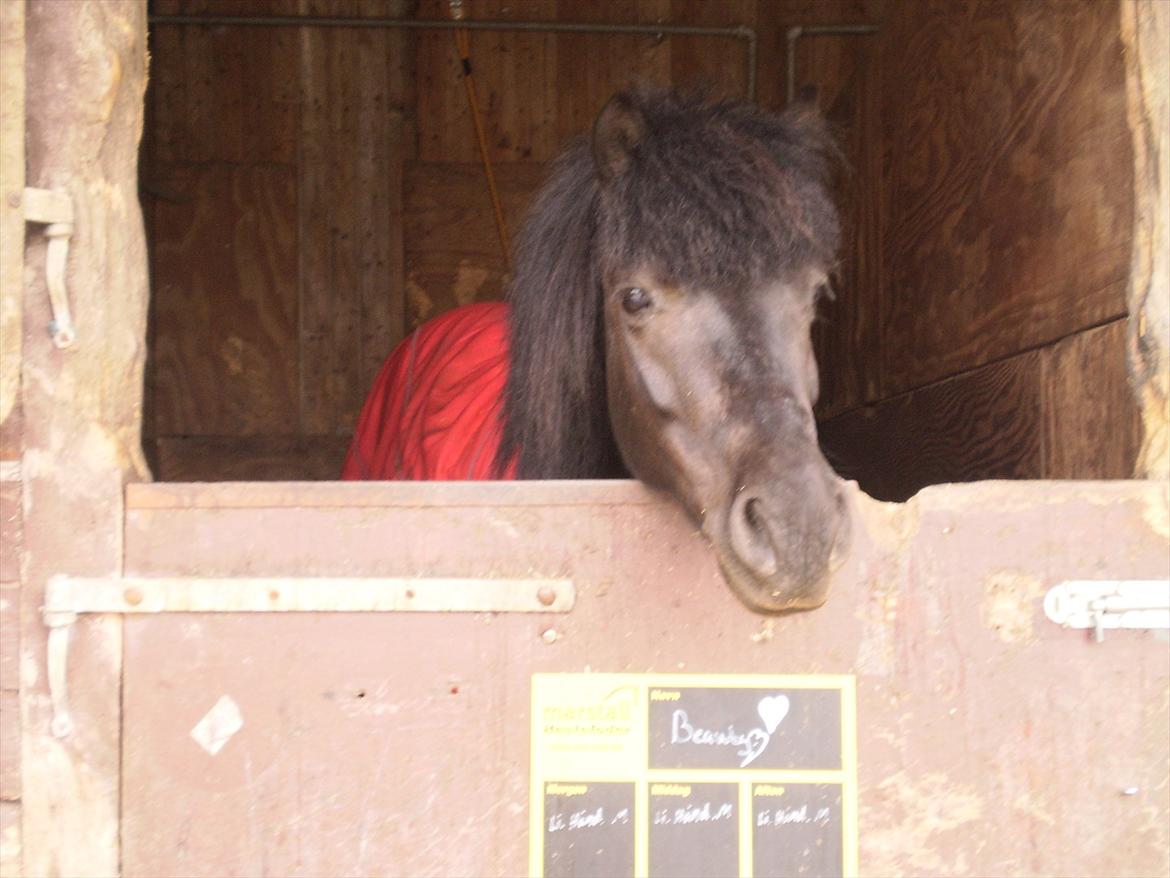Anden særlig race Beauty  billede 11