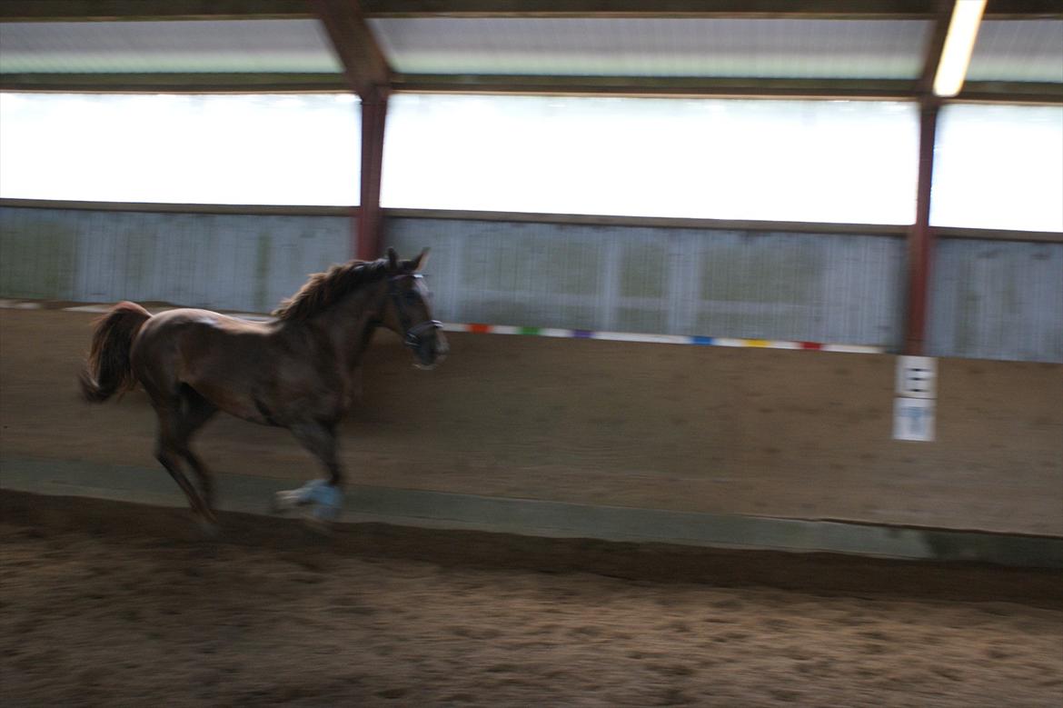 Oldenborg Sonny  <3 Savner min piige! billede 16