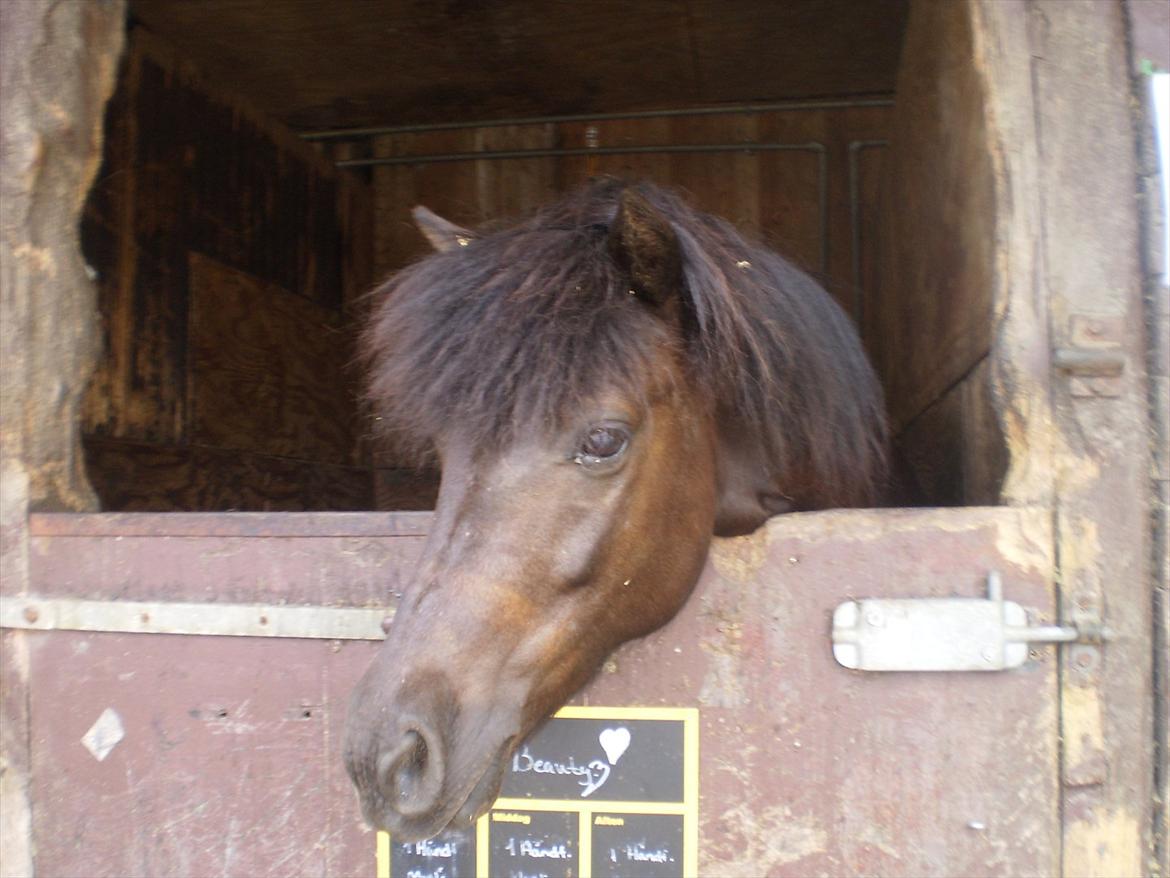 Anden særlig race Beauty  billede 12