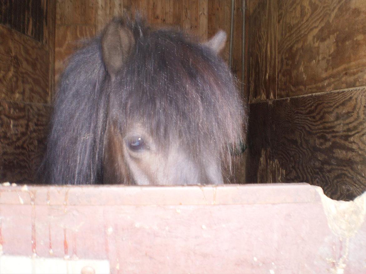 Anden særlig race Beauty  billede 13
