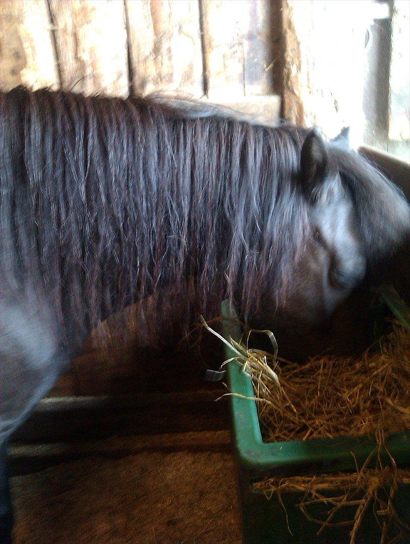 Anden særlig race Beauty  billede 9