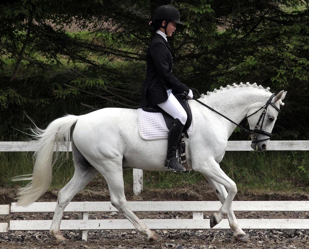 Anden særlig race Safir - GBR, første C-stævne, LA1. Foto: Maria Breil billede 10