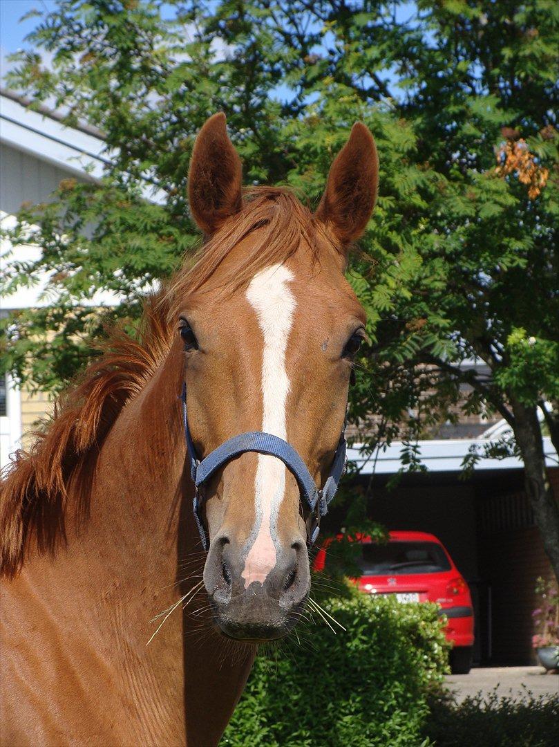 Dansk Varmblod Grusgård's Zorano billede 1