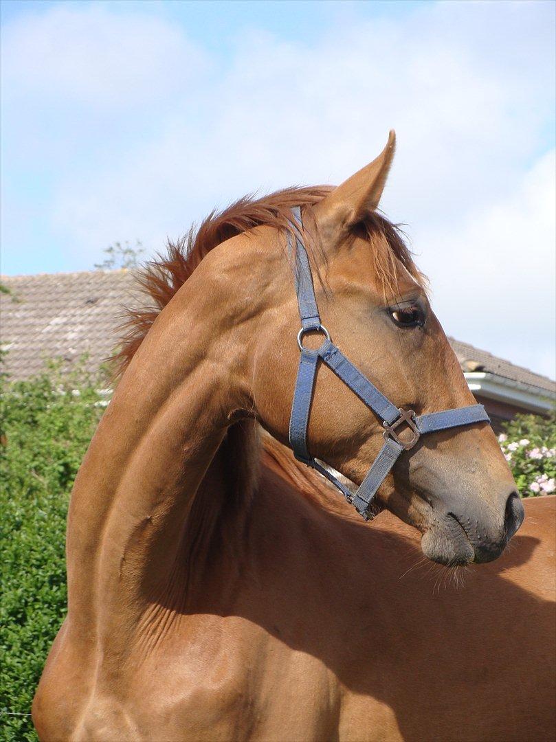 Dansk Varmblod Grusgård's Zorano billede 14