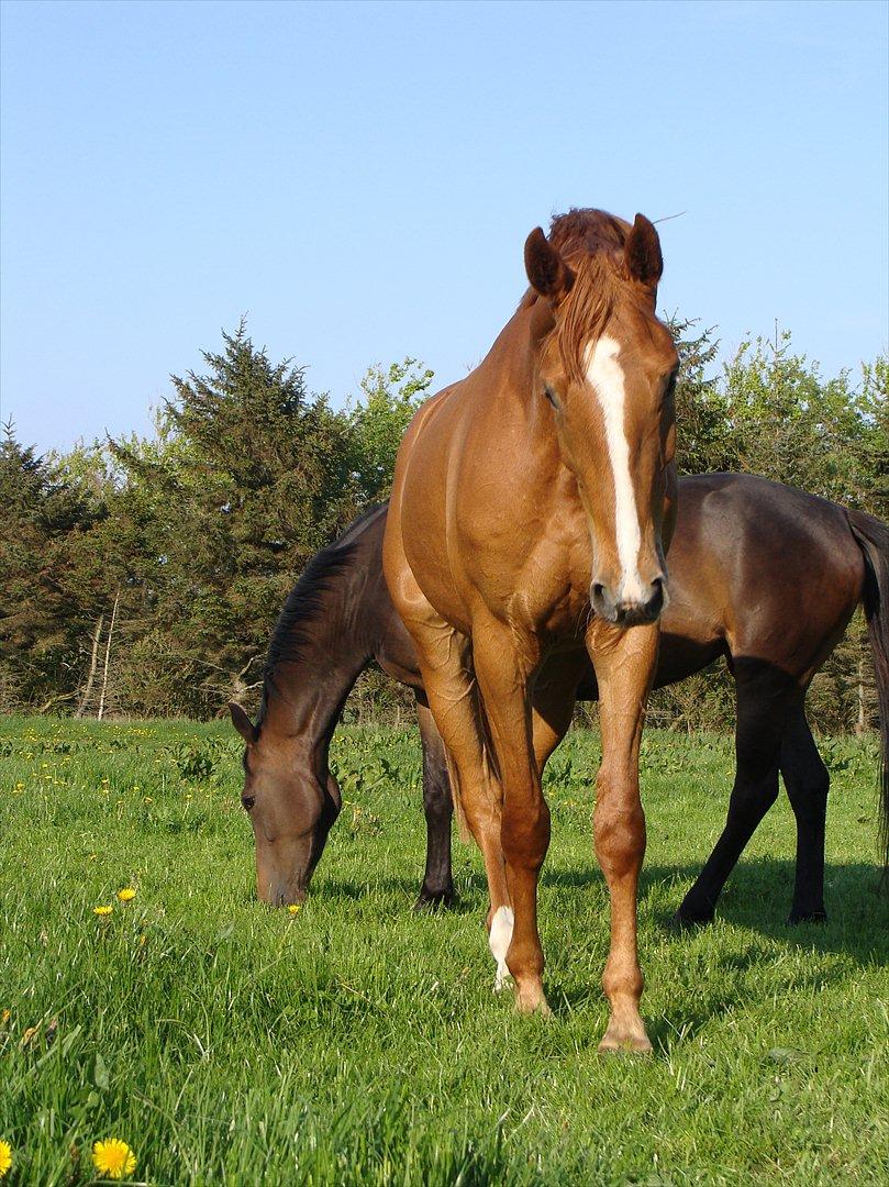 Dansk Varmblod Grusgård's Zorano billede 15