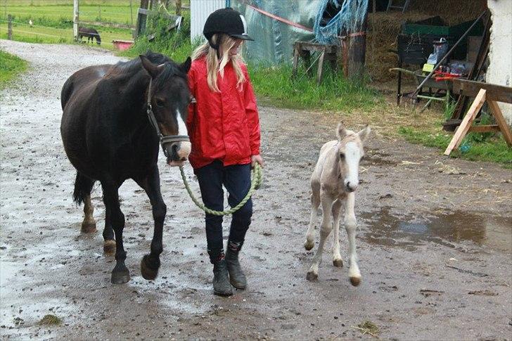 Welsh Mountain (sec A) // My Star // Josefine..!<3 - Mig Jose og Føllet.. Dagen hvor det kom billede 19