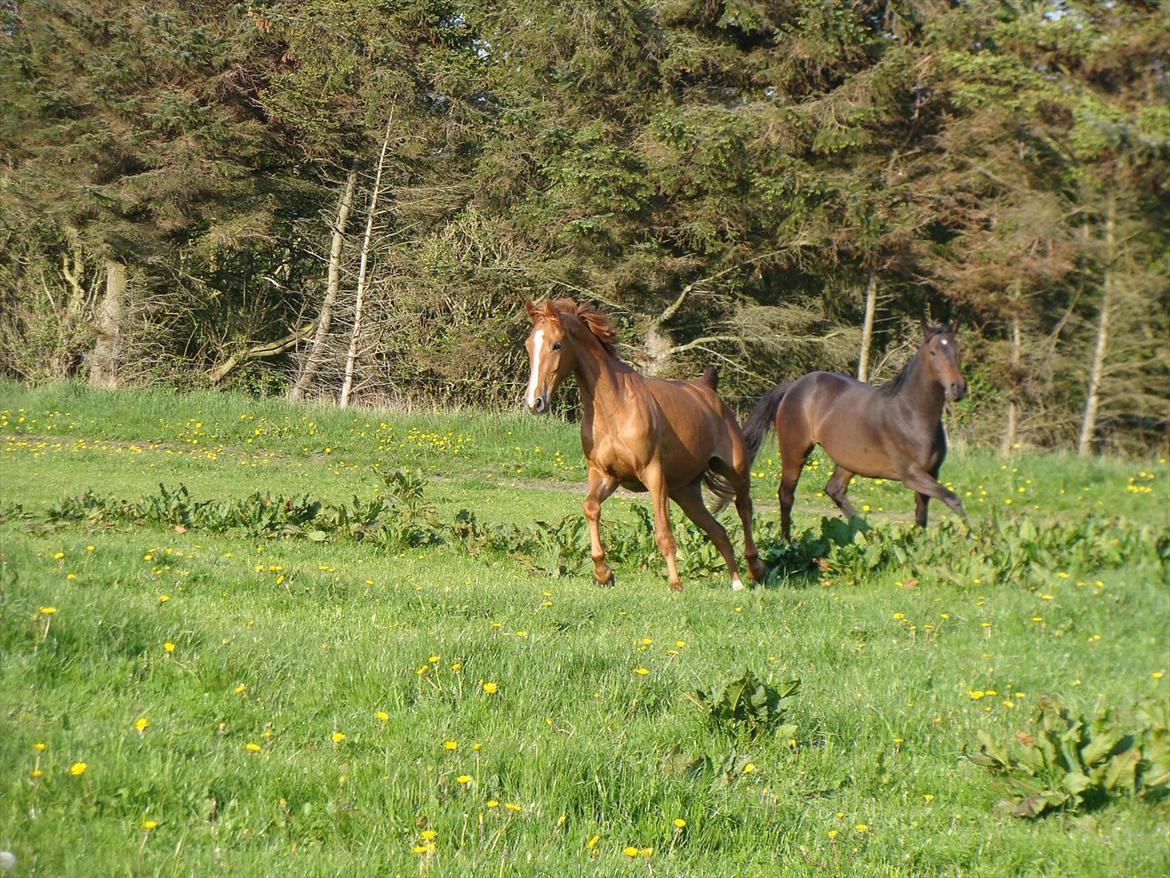 Dansk Varmblod Grusgård's Zorano billede 16