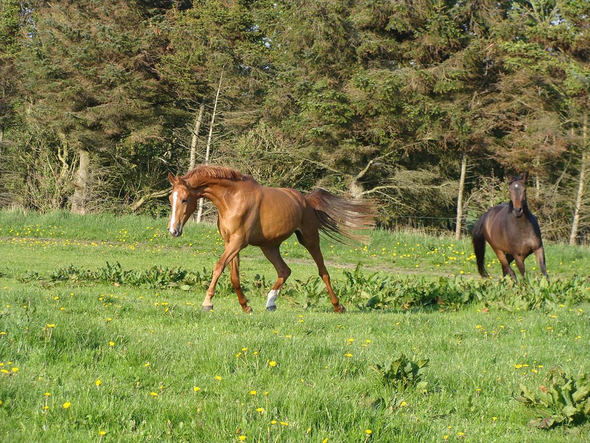 Dansk Varmblod Grusgård's Zorano billede 17