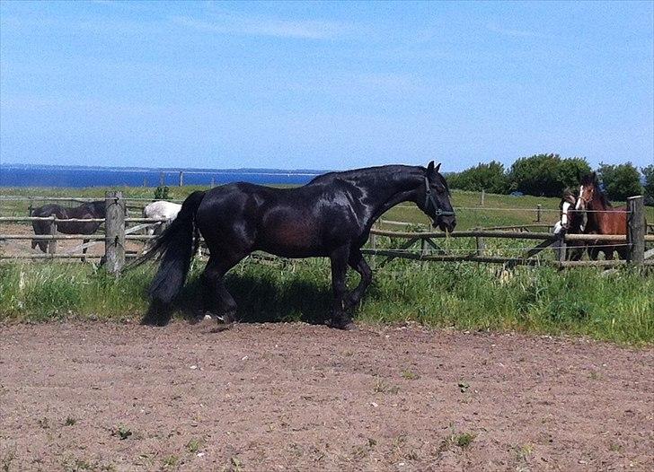 Anden særlig race Sampaio (aflivet) billede 8