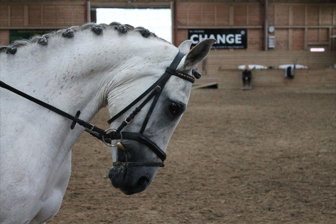 Tysk Sportspony Monique - Stævne d. 24-6-12 billede 17