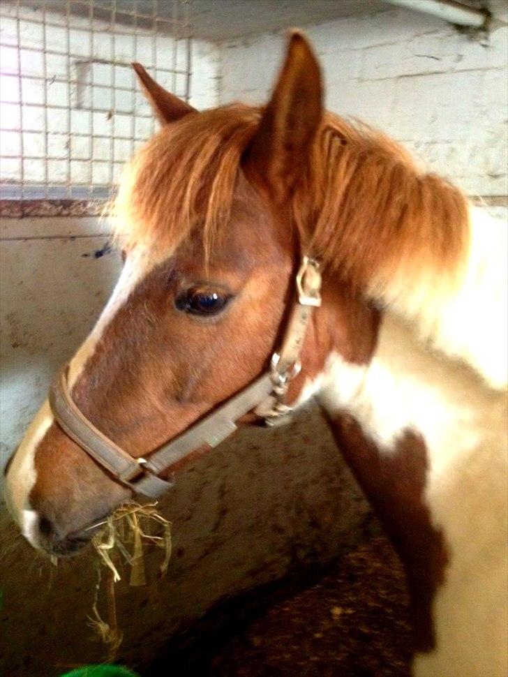 Anden særlig race Sillepigen billede 11