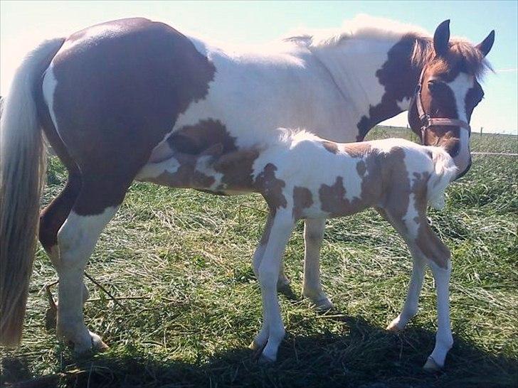 Anden særlig race Sillepigen - Sillepigen og hendes hingsteføl fra 2010 billede 5