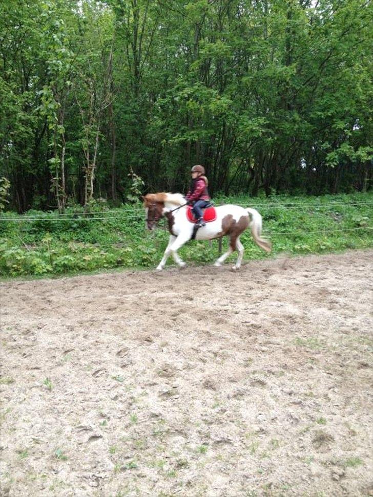 Anden særlig race Sillepigen - Træning derhjemme billede 10