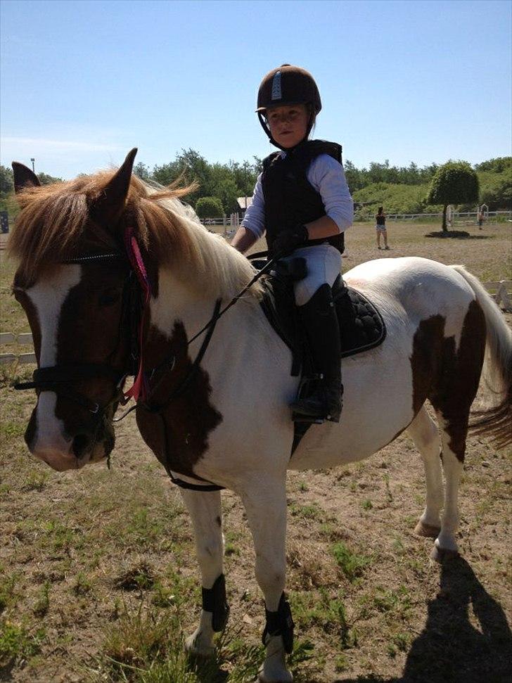 Anden særlig race Sillepigen - Efter stævne billede 8