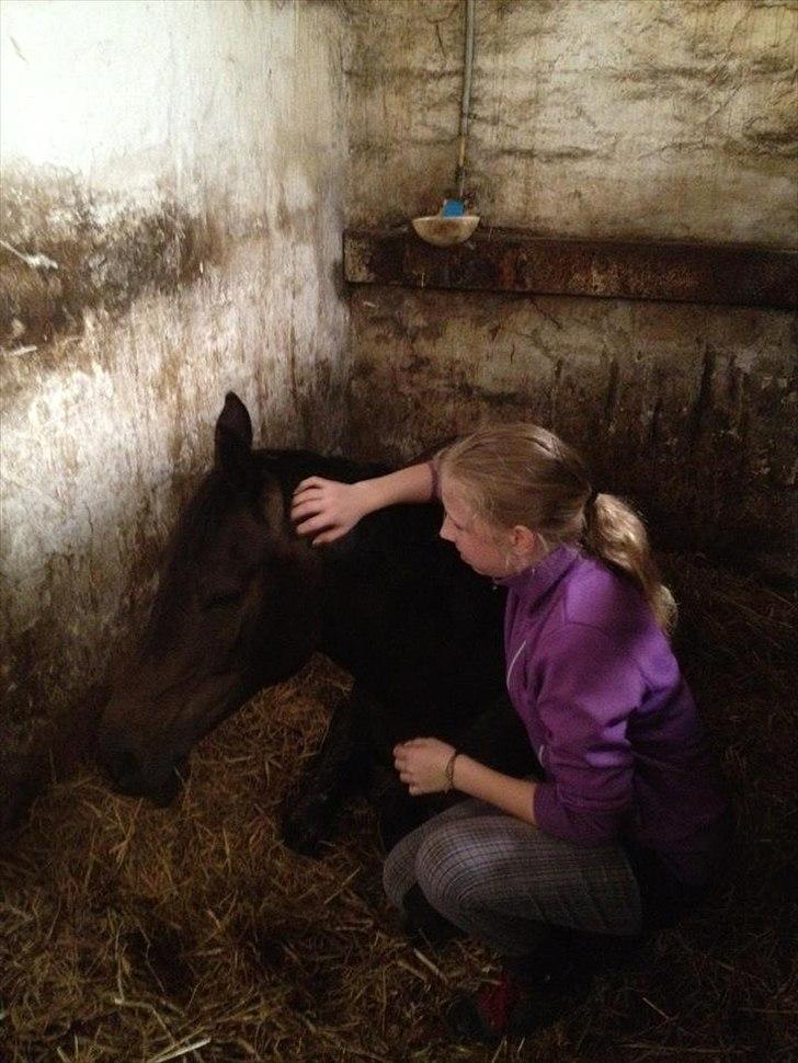 Anden særlig race Solo<3 billede 12